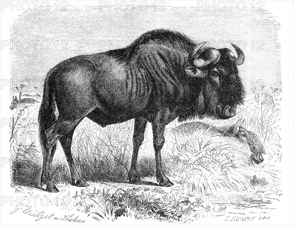 Blue wildebeest