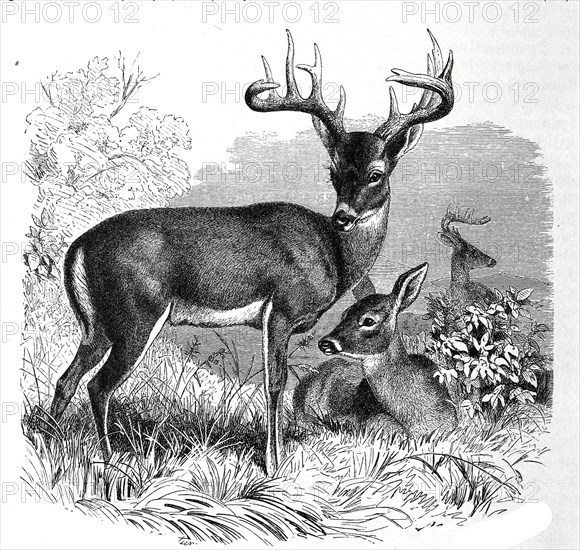 Virginia deer