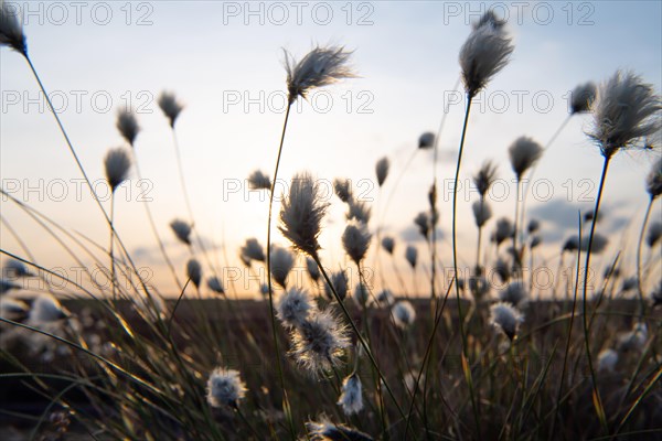 Hare's-tail cottongrass