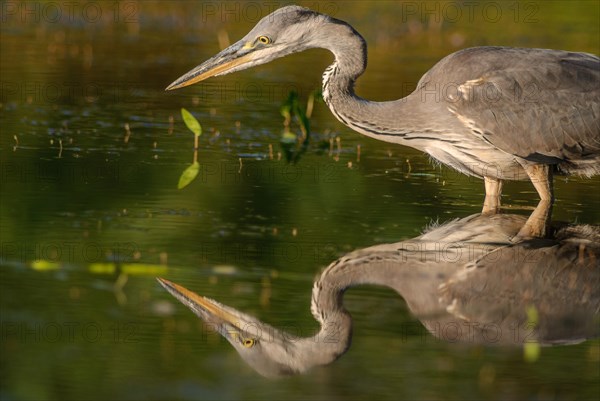 Grey heron