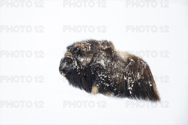 Musk ox