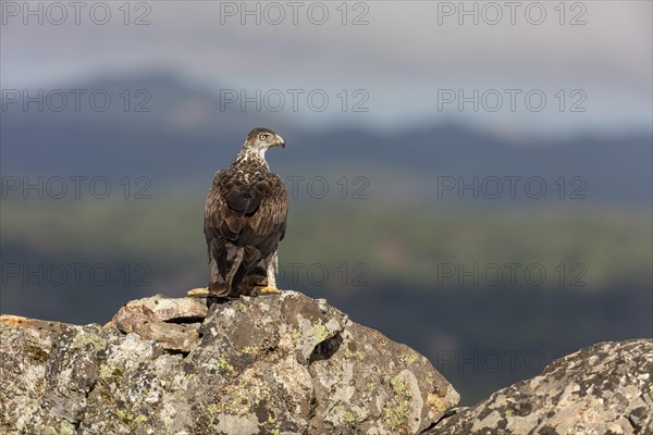 Bonellis eagle