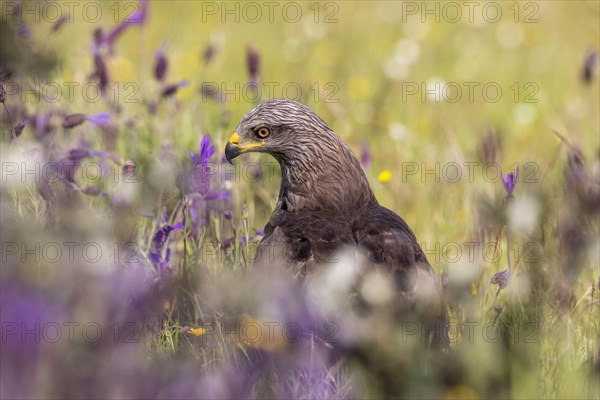 Black Kite