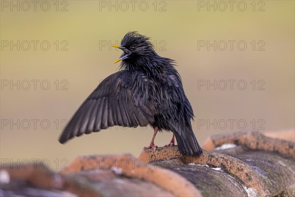 Spotless starling