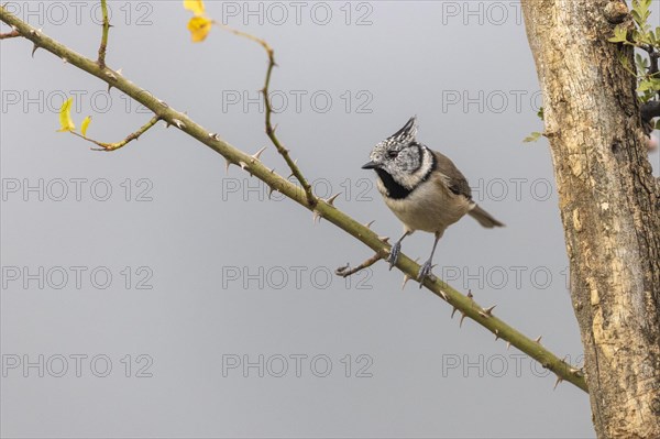 Crested Tit