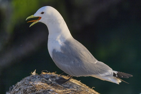 Kittiwake