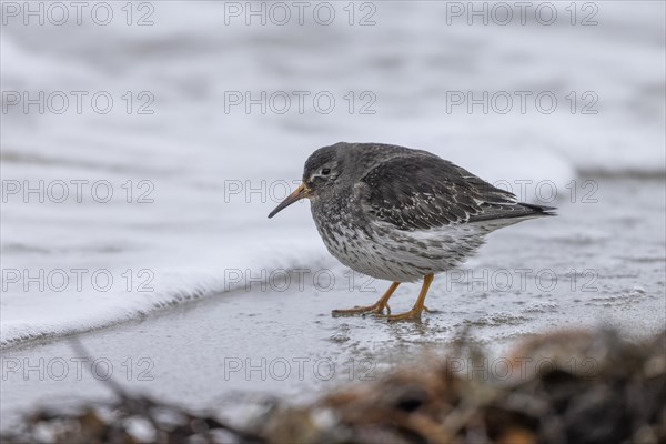 Purple Sandpiper