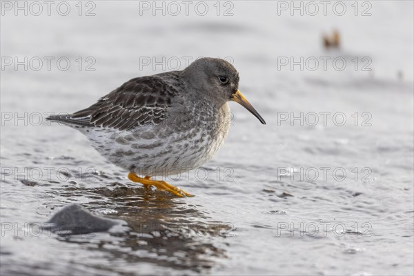 Purple Sandpiper