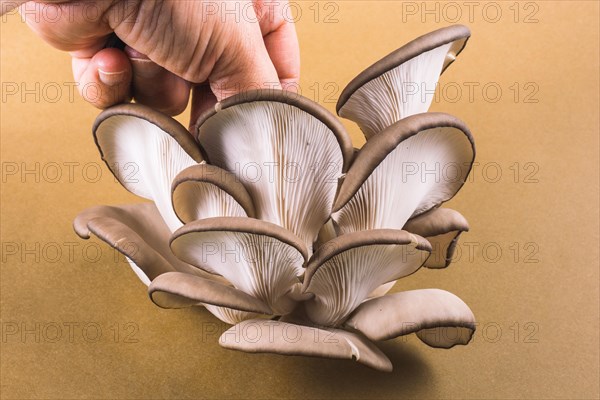 Oyster mushroom