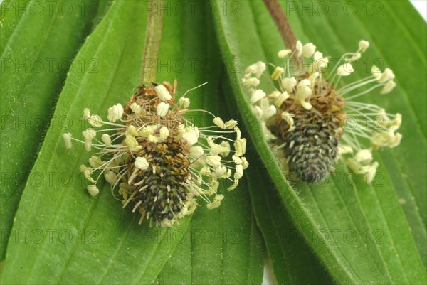 Medicinal plantain