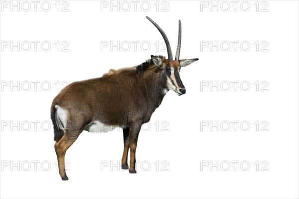 Sable antelope