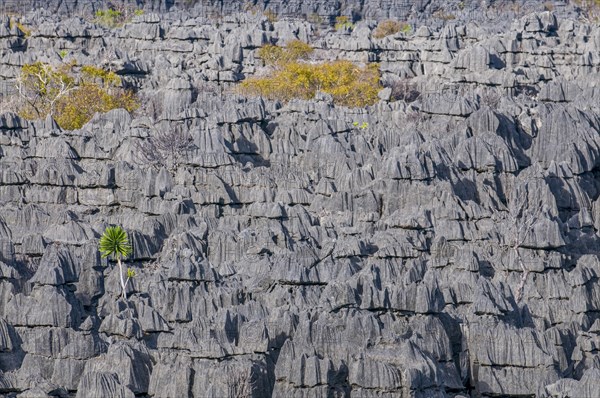 Tsingy plateau in the Ankarana Special Reserve