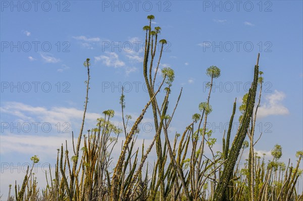 Madagascar spiny forests