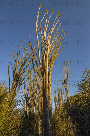 Spiny forest in the Berenty private reserve