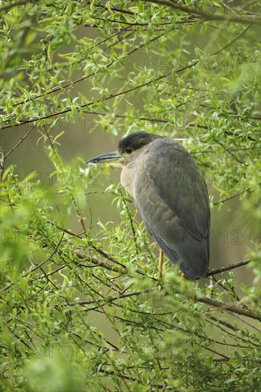 Black crowned night heron