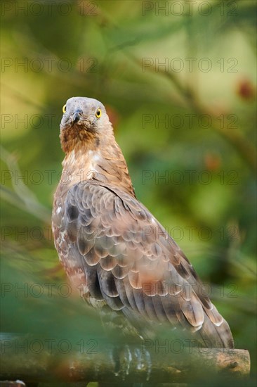 European honey buzzard