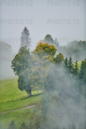 Norway maple