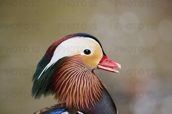Portrait of a Mandarin duck
