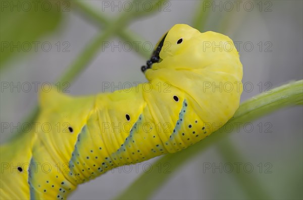 The yellow-spotted tussock moth caterpillar