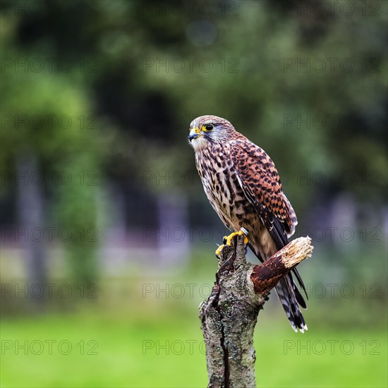 Common kestrel