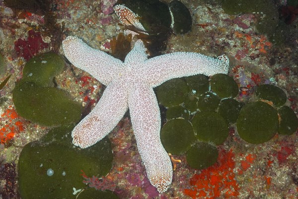 Catalas starfish