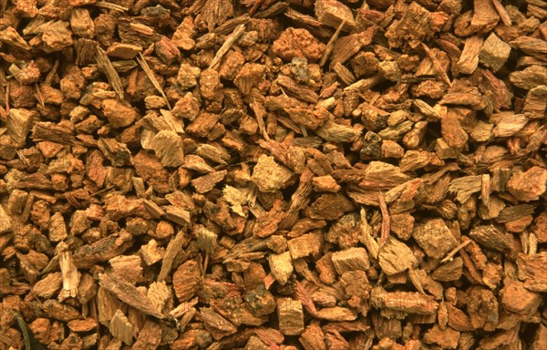 Medicinal plant quebracho bark