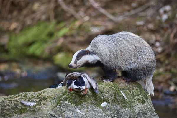 European badger