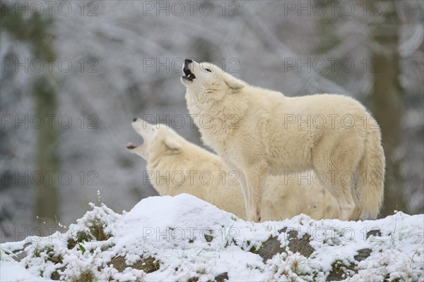 Arctic wolf