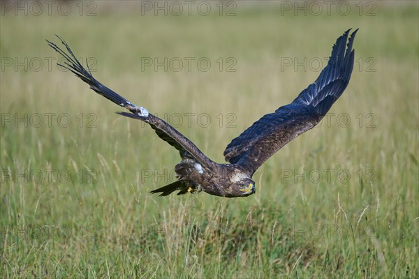 Steppe Eagle