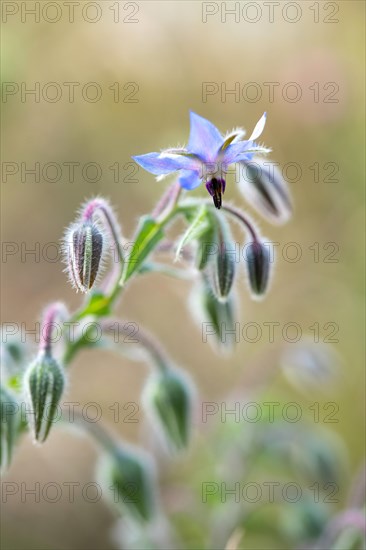 Borage