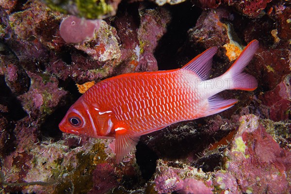 Red silver spotted hussar