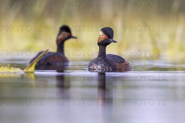 Black-necked Grebe