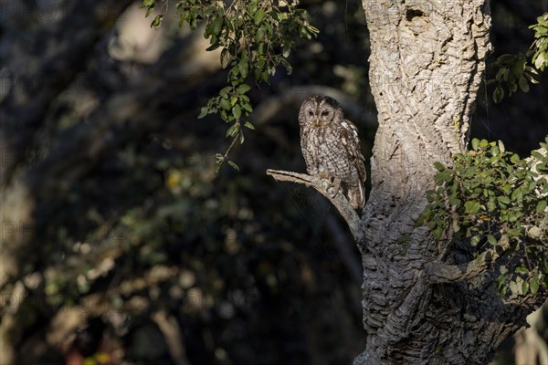 Tawny owl