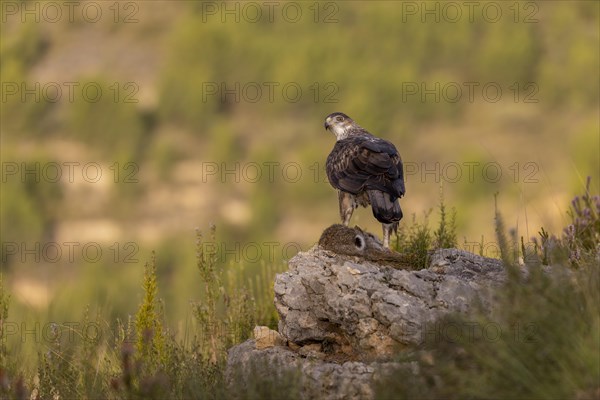 Bonellis eagle