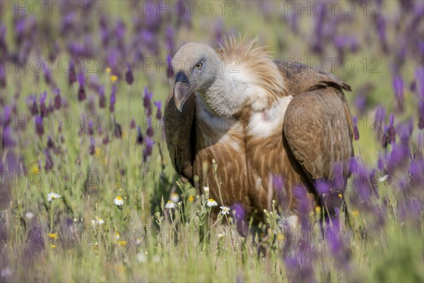 Griffon vulture