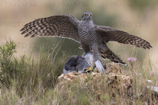 Northern goshawk