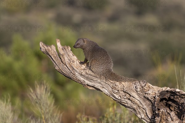 Egyptian mongoose