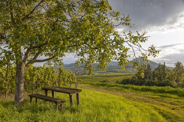 Landscape with walnut tree