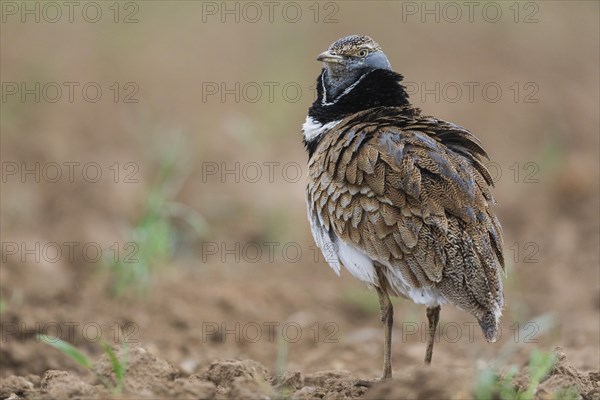 Little Bustard