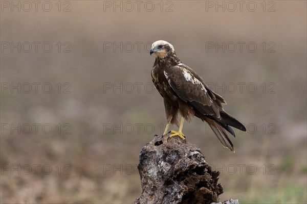 Western marsh-harrier