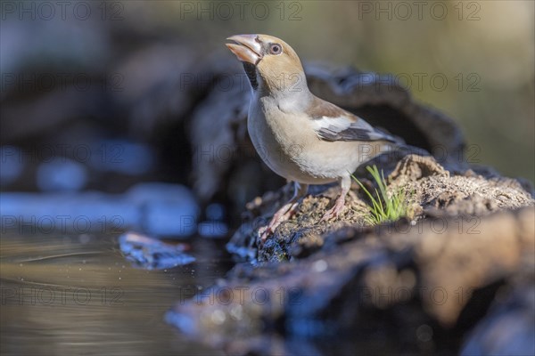 Hawfinch