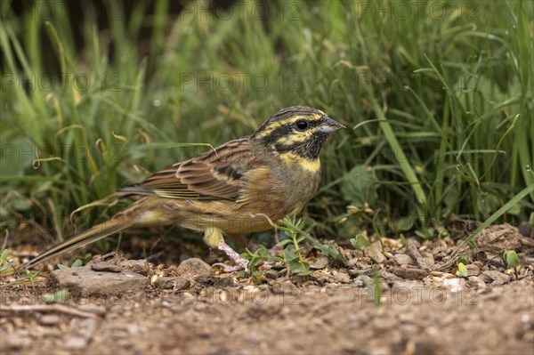 Cirl Bunting