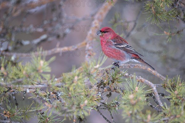 Pine grosbeak