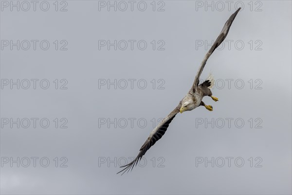 White-tailed eagle