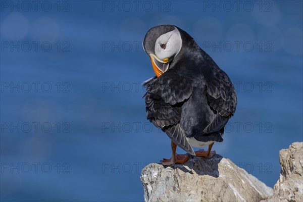 Puffin