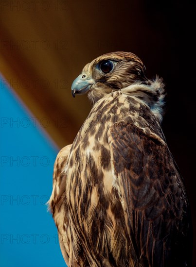 Falcon hawk bird on falconers hand during birds show