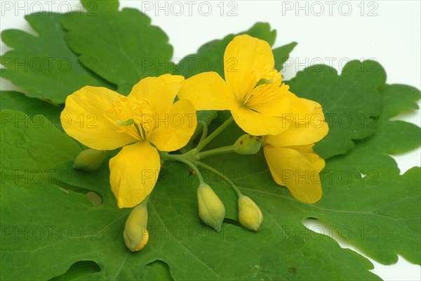 Medicinal plant greater celandine