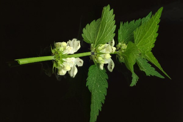 White deadnettle