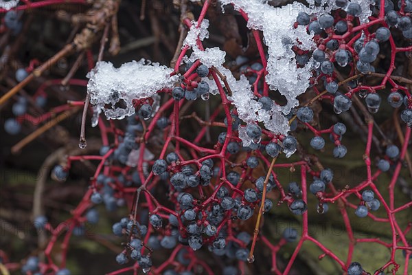 Snow-covered fruits on wild virginia creeper