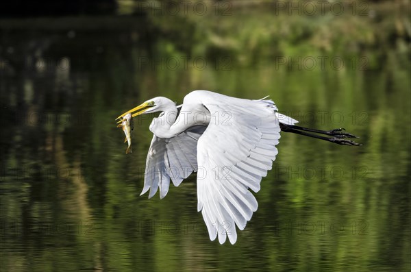 Great egret